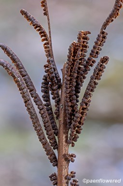 Sporangia in winter